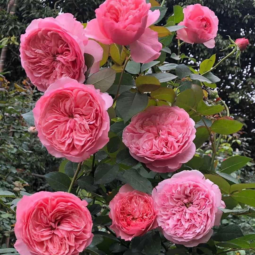 Carey: Mini Grafted Rose Plant
