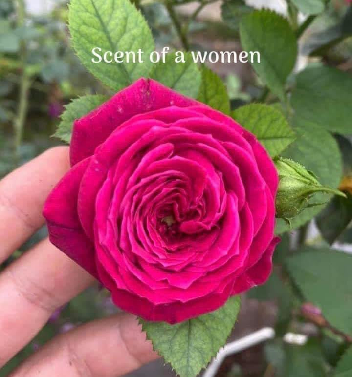 Air-layering Rooted Rose