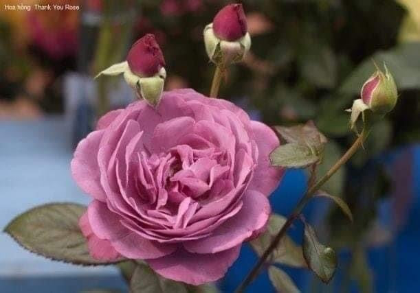 Plum Perfect