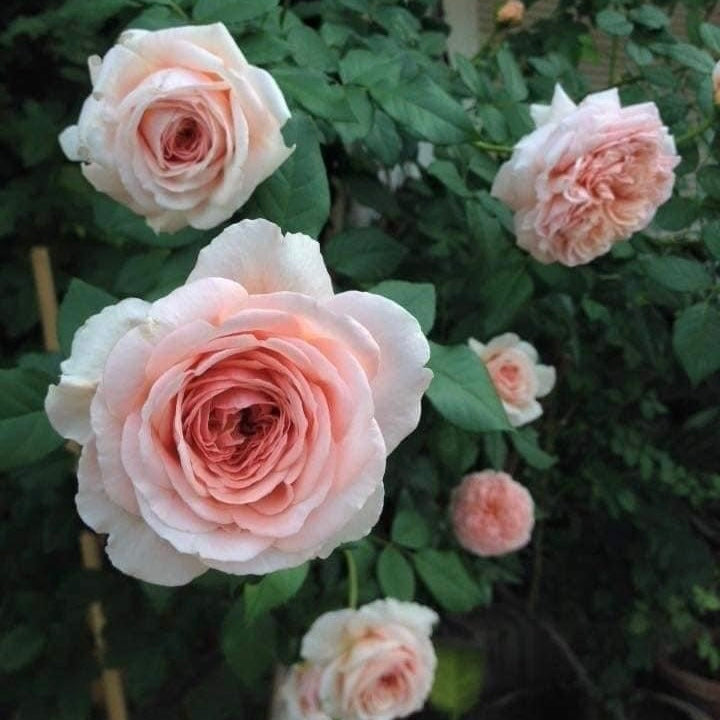 Abraham Darby ( Medium Size)