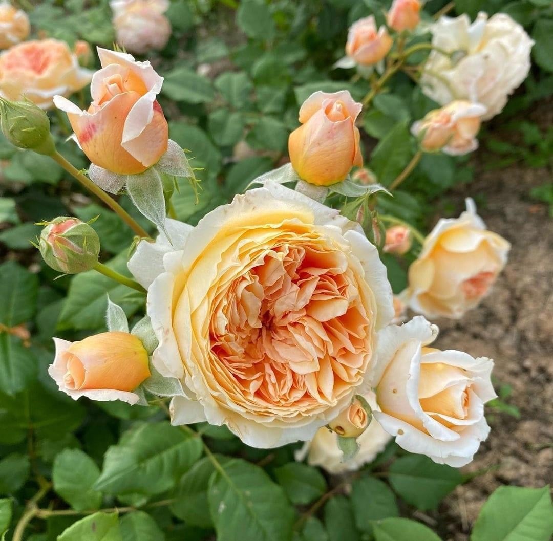 Crown Princess Margareta