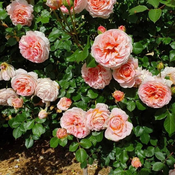 Abraham Darby ( Medium Size)