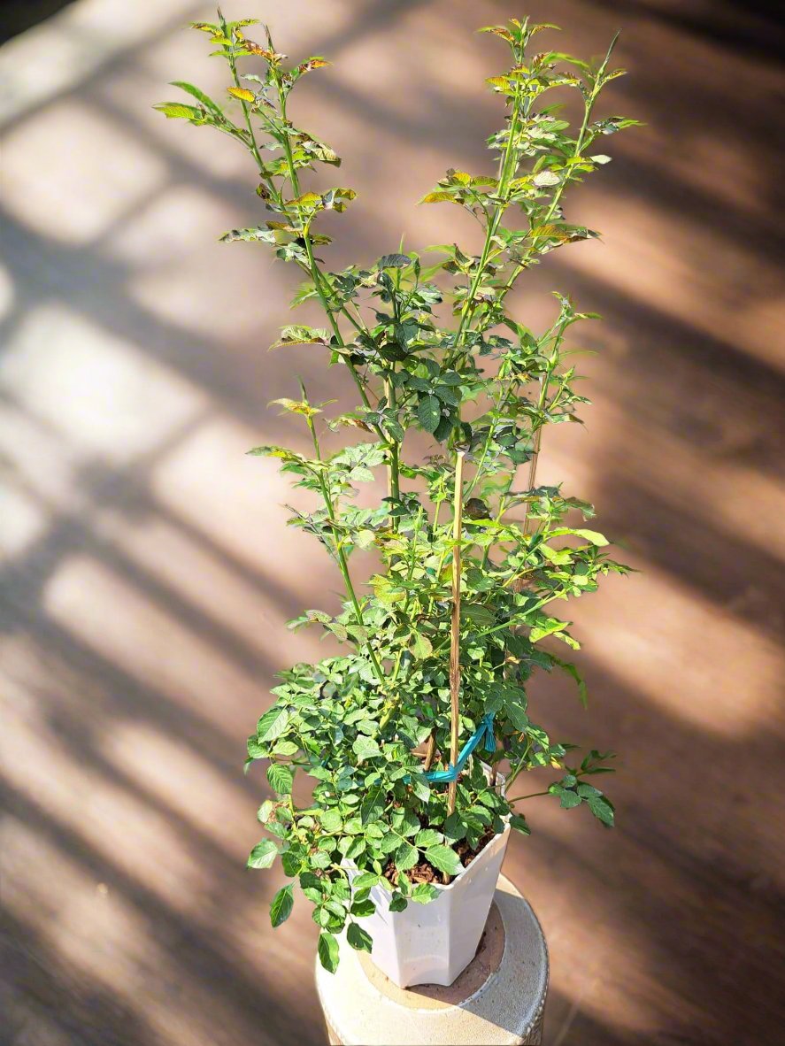 Sheherazad Rose: A Captivating Blend of Beauty and Elegance from Japan