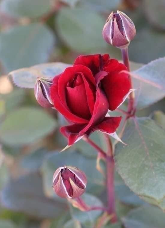 Don Juan- Own Root Rose Plant
