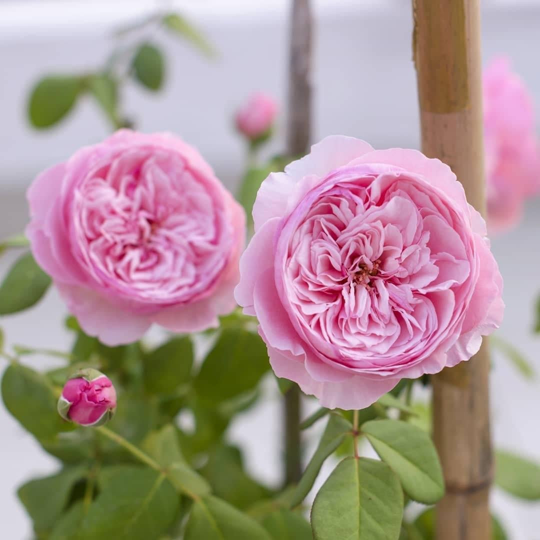 Carey: Mini Grafted Rose Plant
