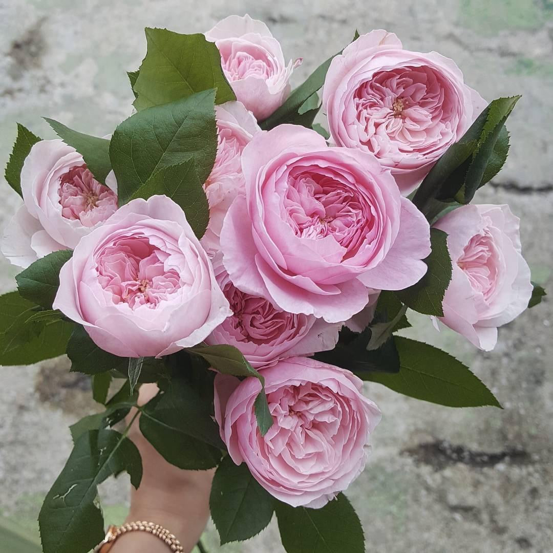 Carey: Mini Grafted Rose Plant