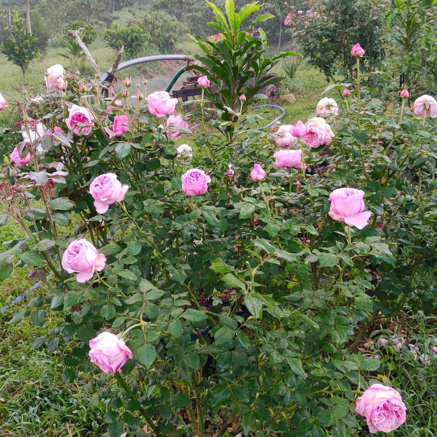Carey: Mini Grafted Rose Plant