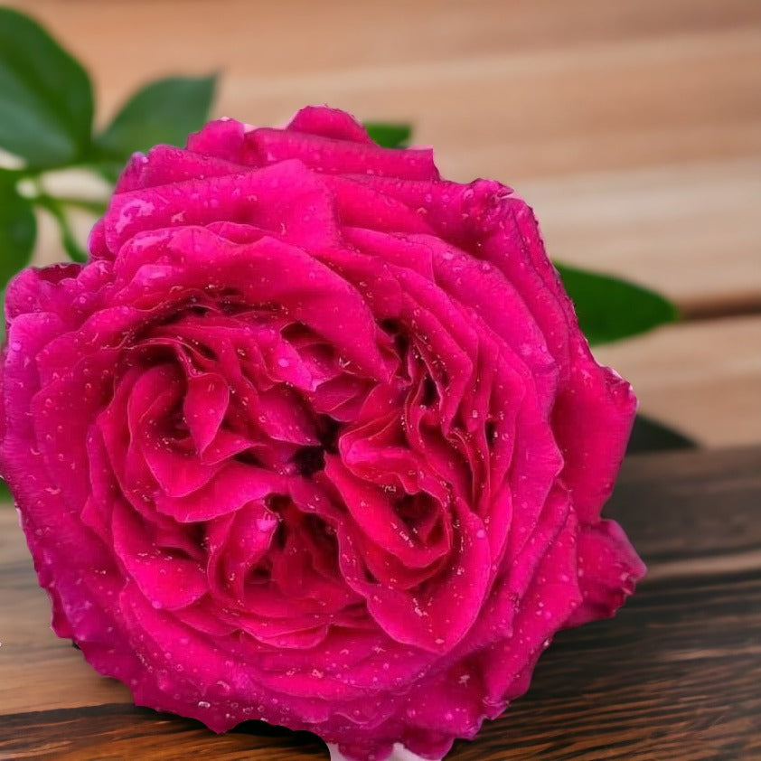 La Rose des Vents