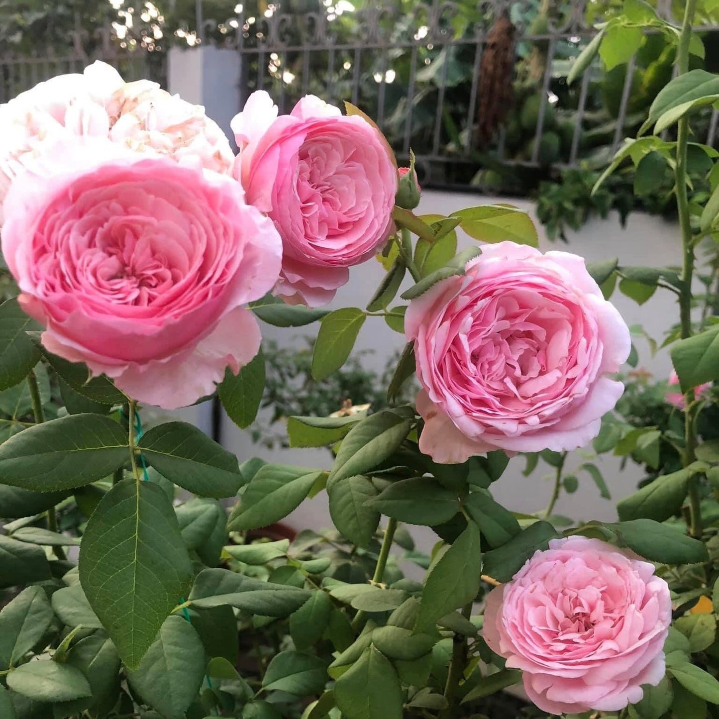 Carey: Mini Grafted Rose Plant