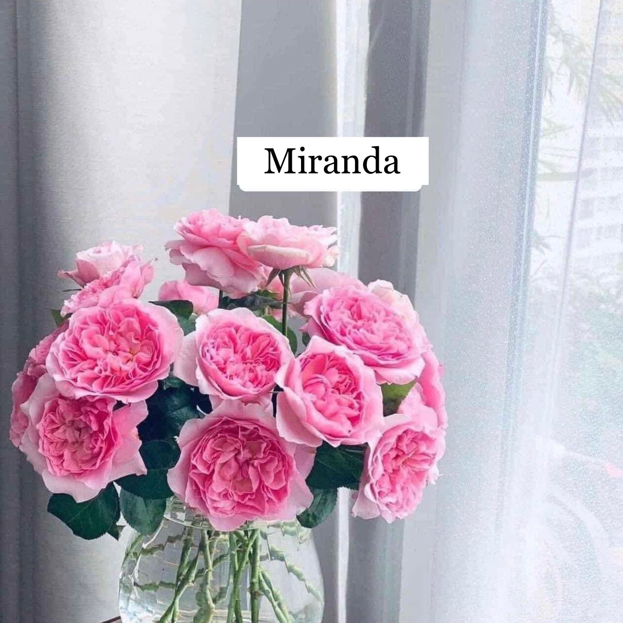 Miranda