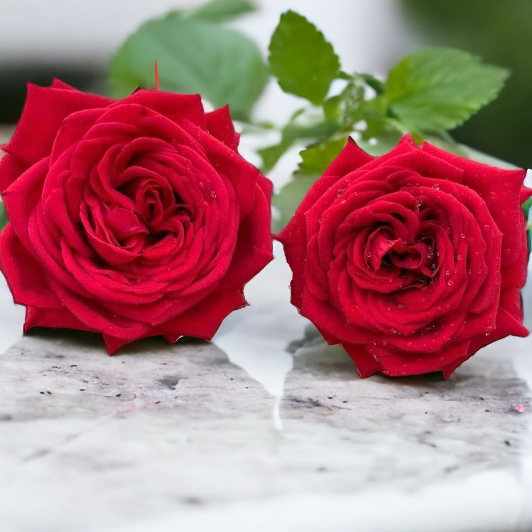 La Rose des Vents