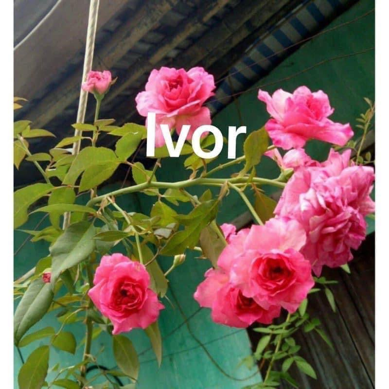 Air-layering Rooted Rose