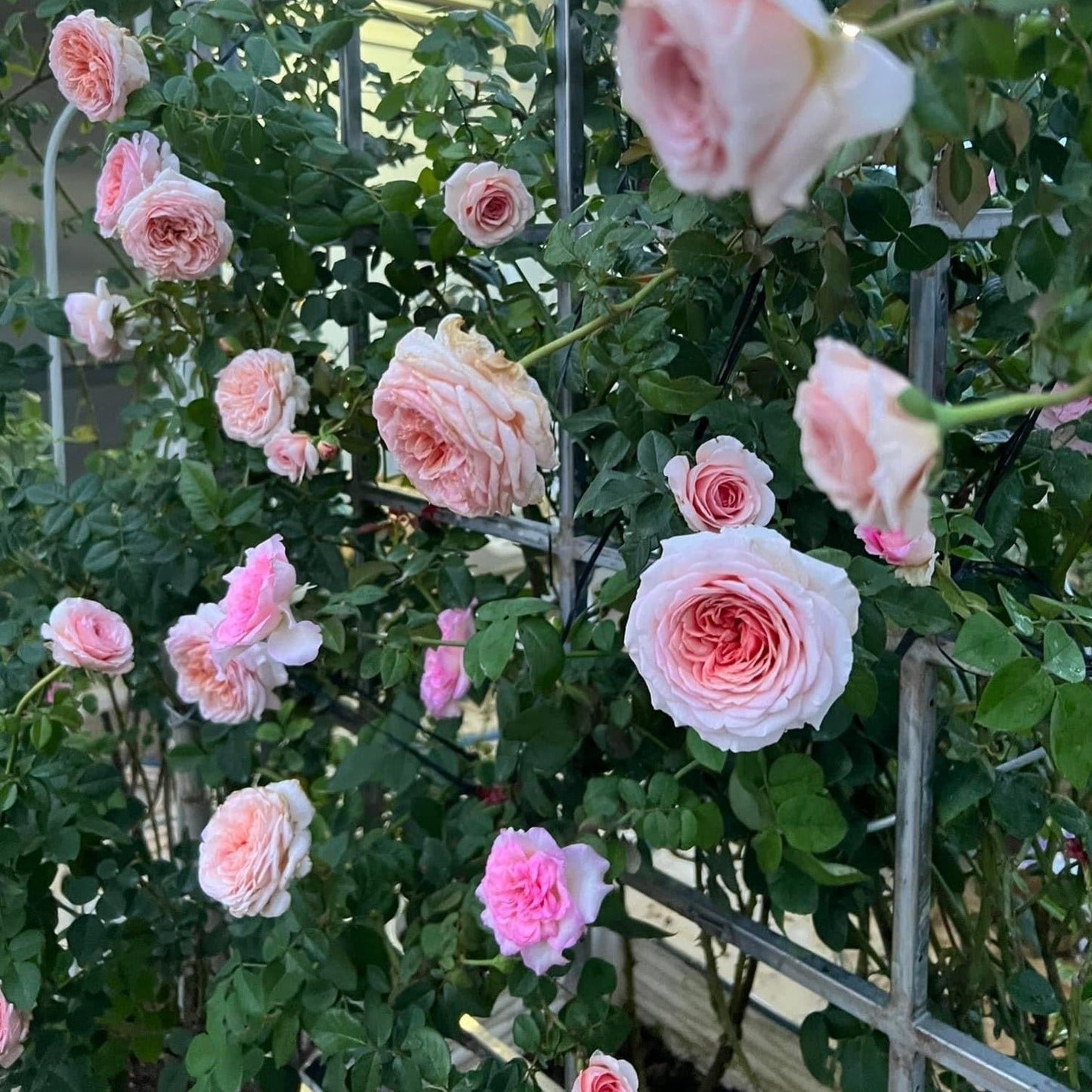 Abraham Darby ( Medium Size)