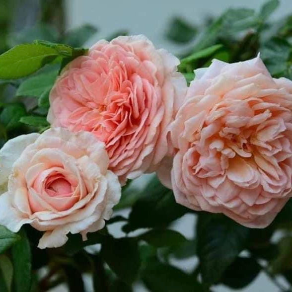 Abraham Darby ( Medium Size)