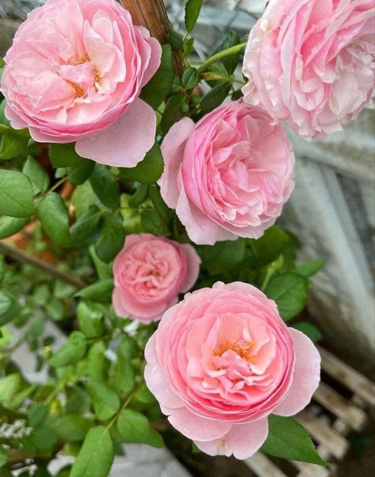 Carey: Mini Grafted Rose Plant