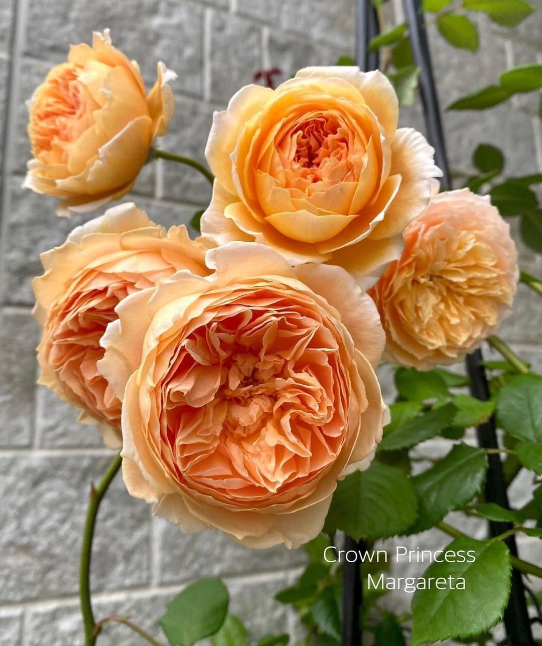 Crown Princess Margareta