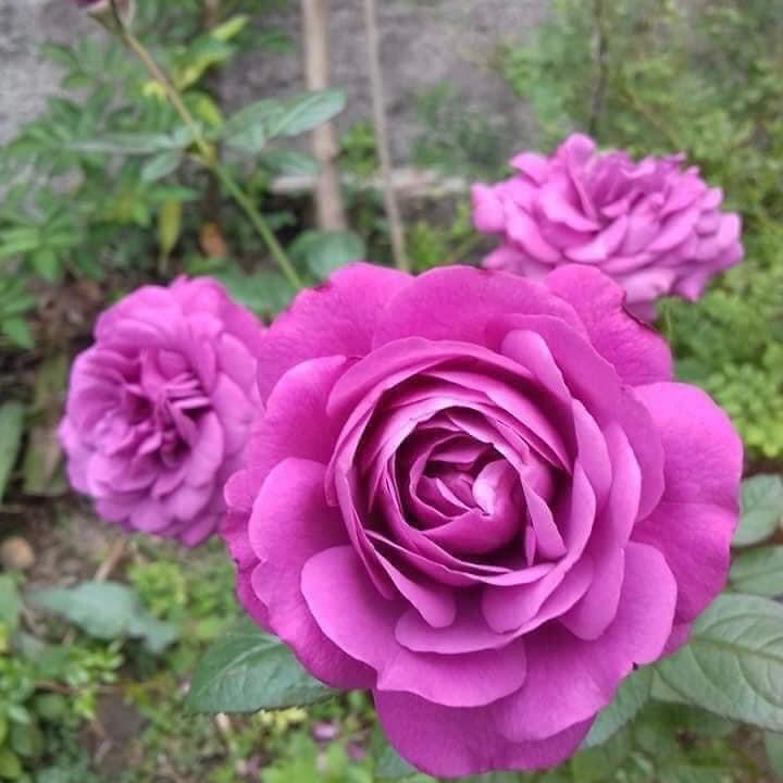 Plum Perfect