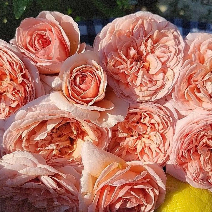 Abraham Darby ( Medium Size)