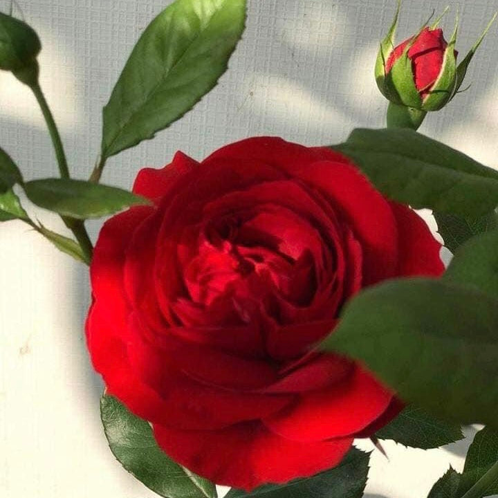 Red Apple