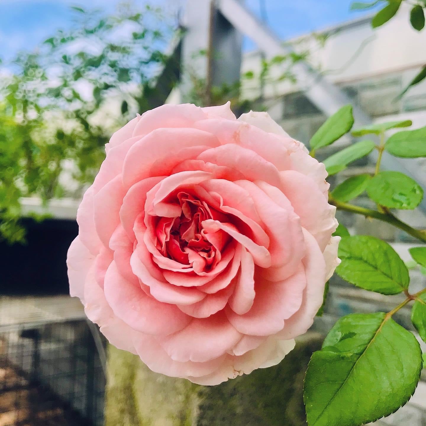 Abraham Darby ( Large Size)