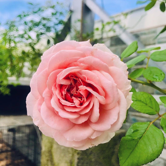 Abraham Darby ( Large Size)
