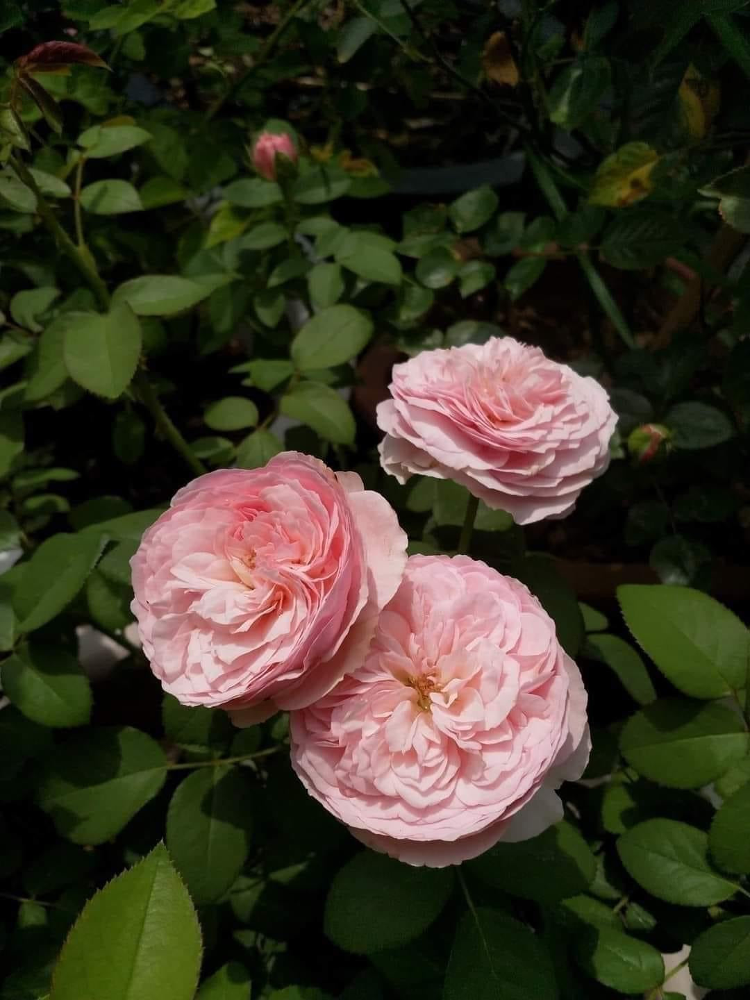 Carey: Mini Grafted Rose Plant