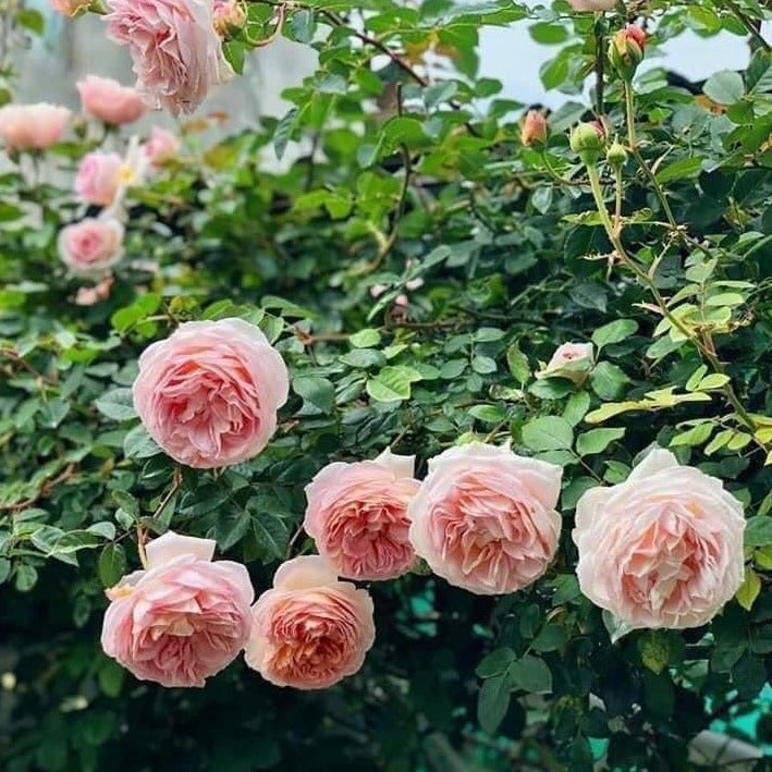 Abraham Darby ( Large Size)