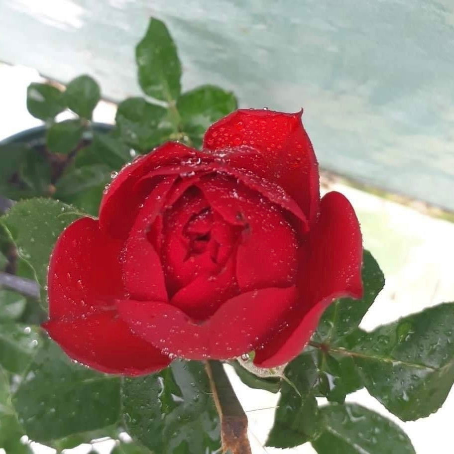 Red Apple