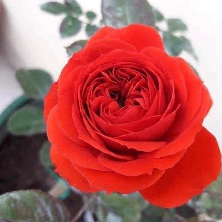Red Apple