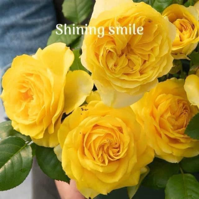 Air-layering Rooted Rose