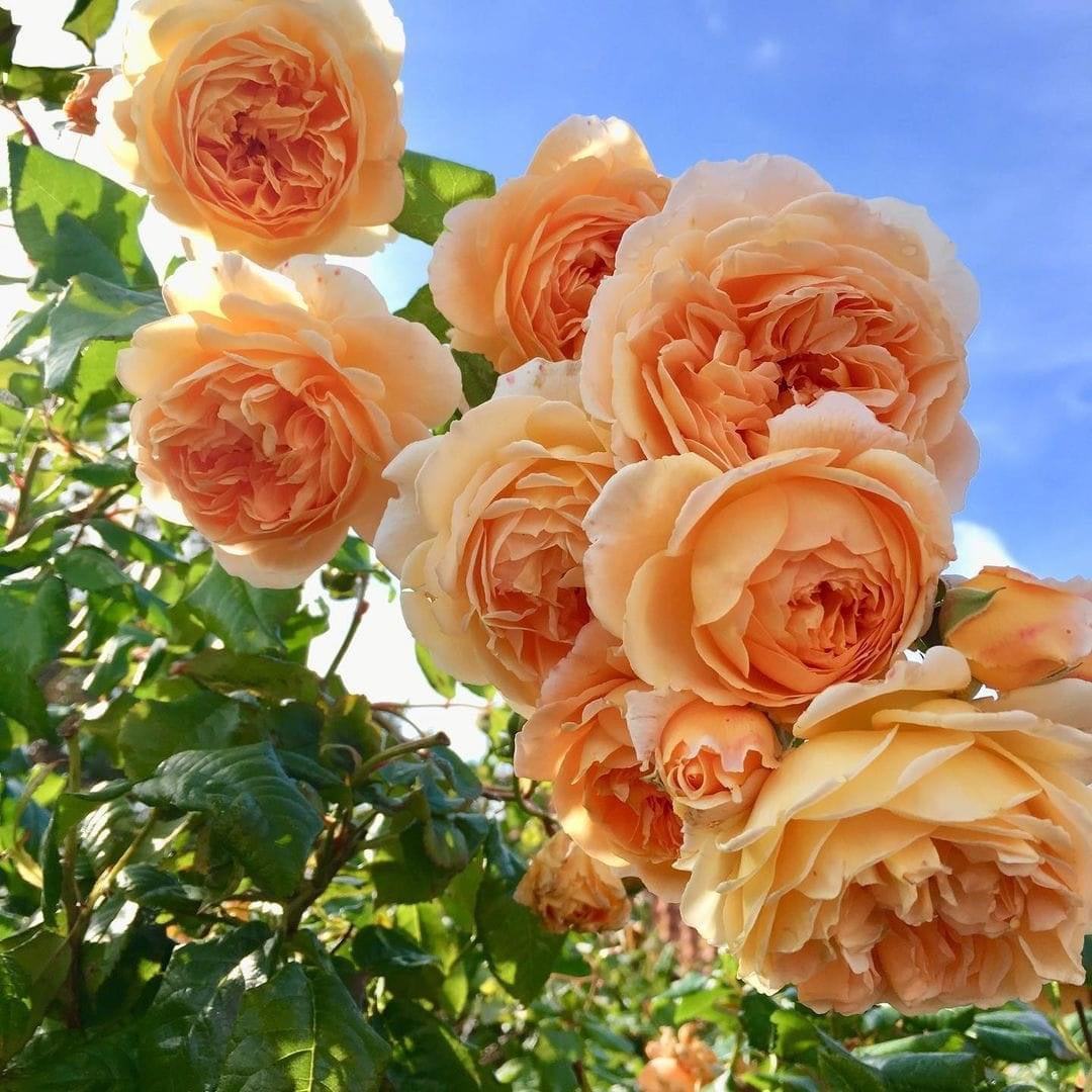 Crown Princess Margareta