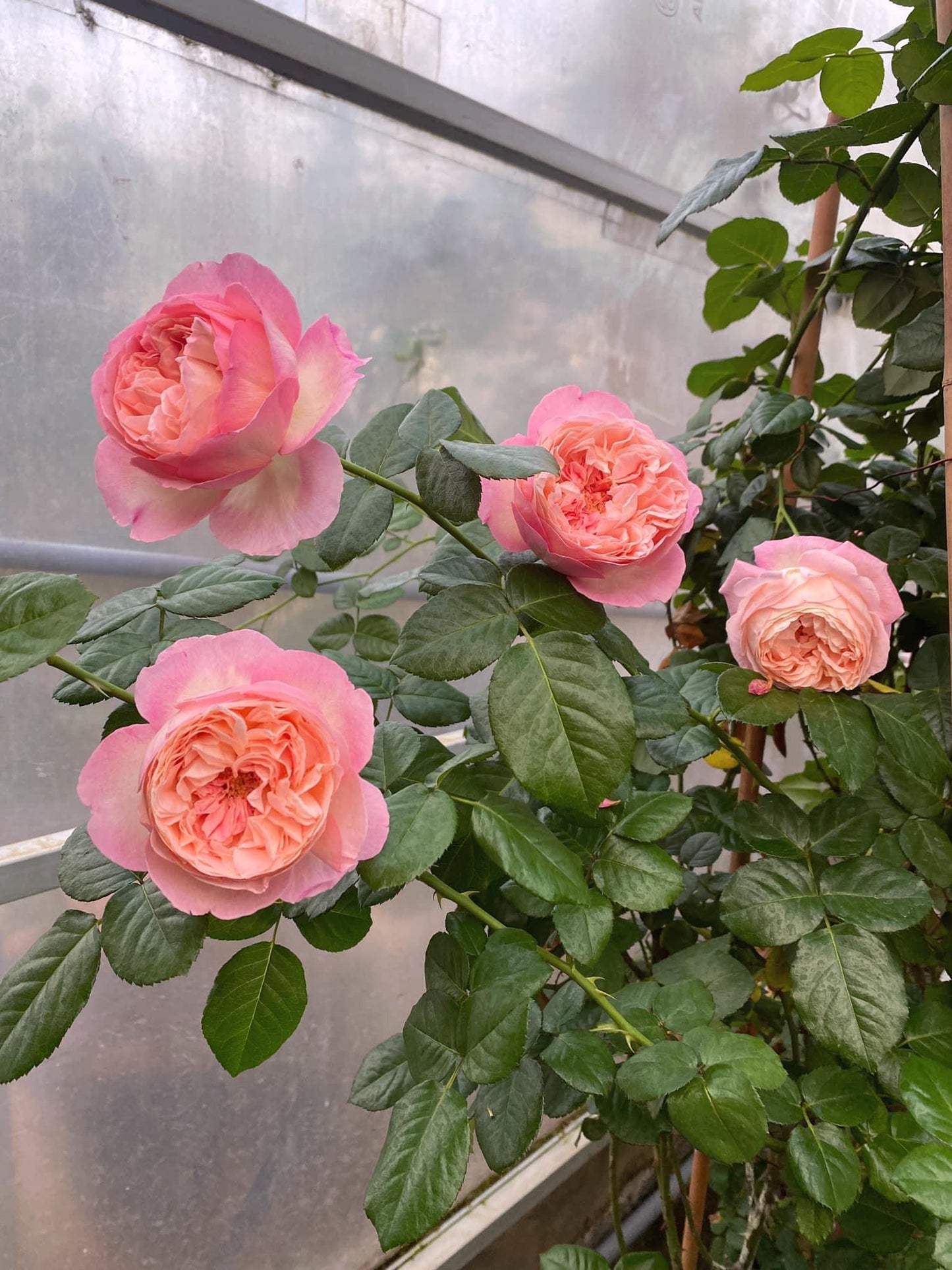 Aube Rose