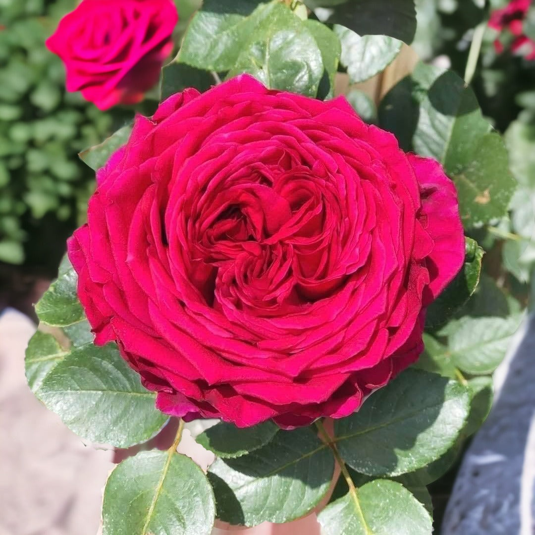 La Rose des Vents