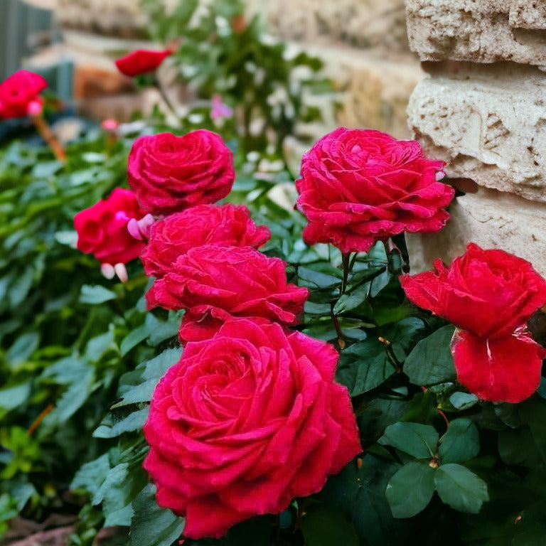 La Rose des Vents