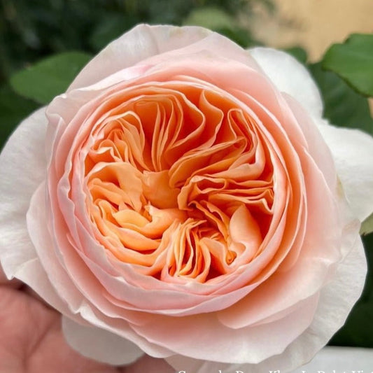 Juliet ( Small Size)