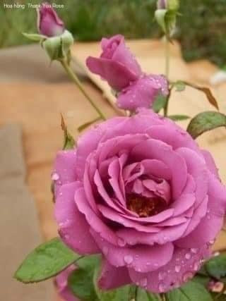 Plum Perfect