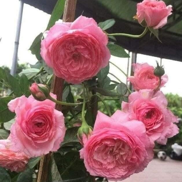 Lady Heirloom Rose: Timeless Beauty with Stunning Pink Blooms and Moderate Fragrance