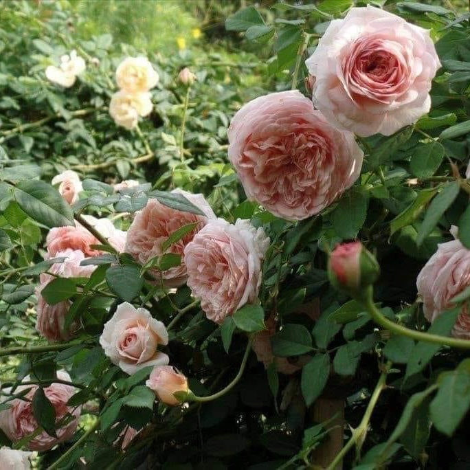 Abraham Darby ( Large Size)