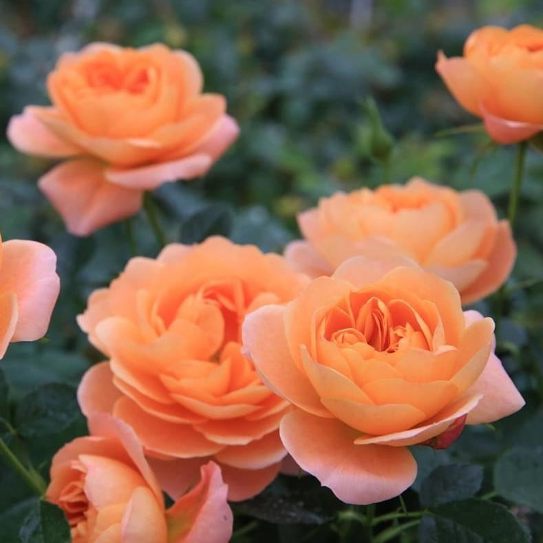 Juicy Terrazza Rose: Vibrant Orange Miniature Rose with Multiple Season
