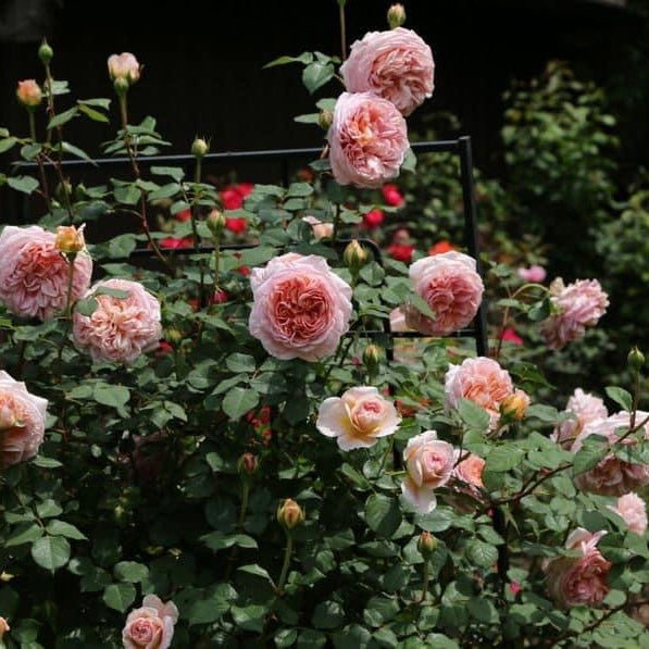 Abraham Darby ( Large Size)