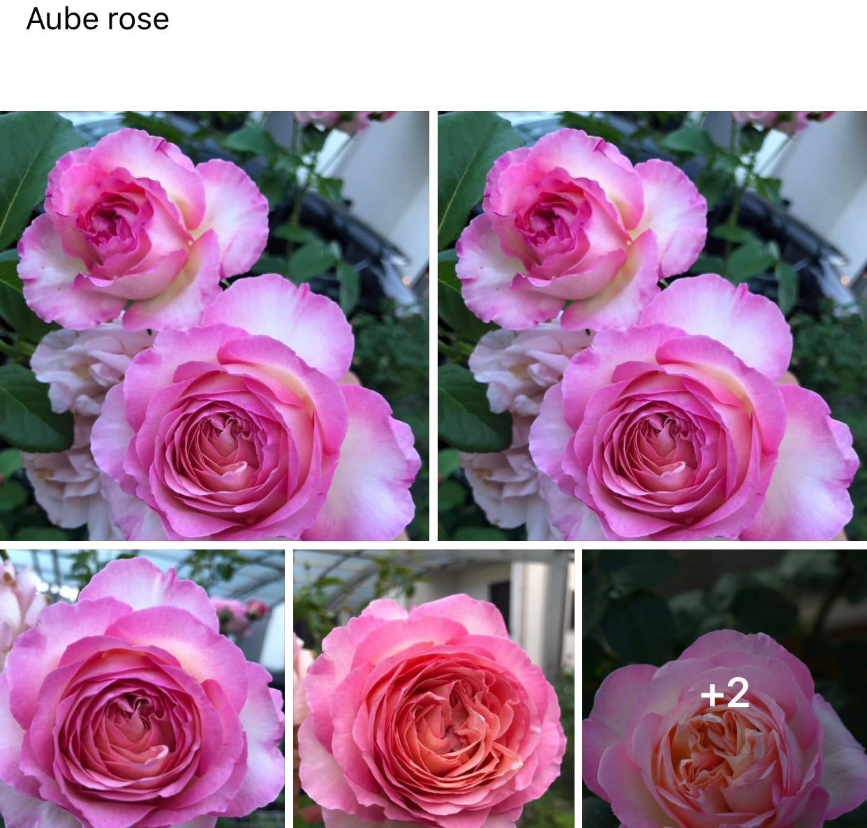 Aube Rose