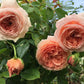 Abraham Darby ( Large Size)