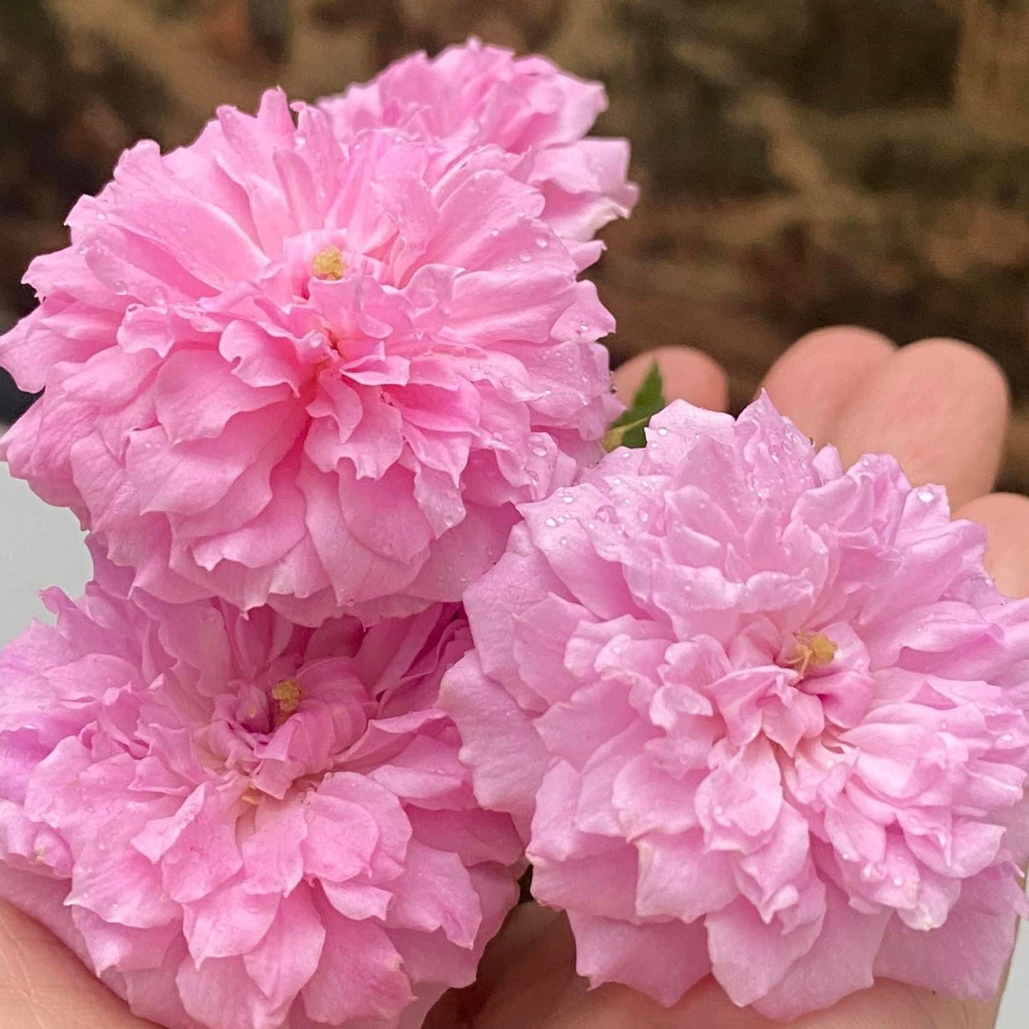 Caldwell Pink
