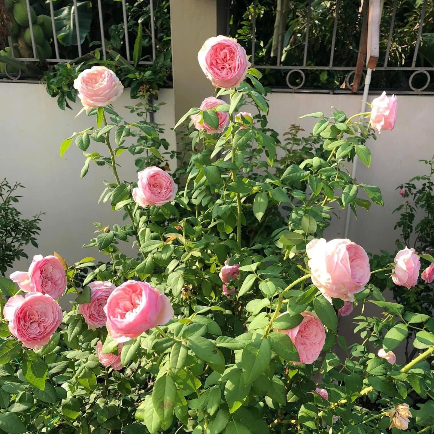 Carey: Mini Grafted Rose Plant