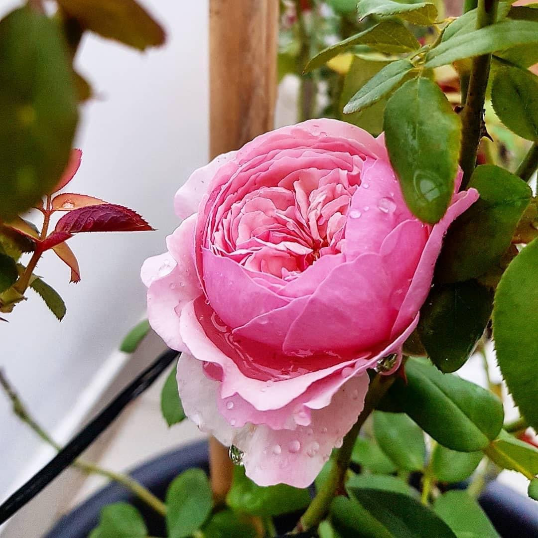 Carey: Mini Grafted Rose Plant