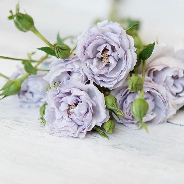 Everlasting Lavender