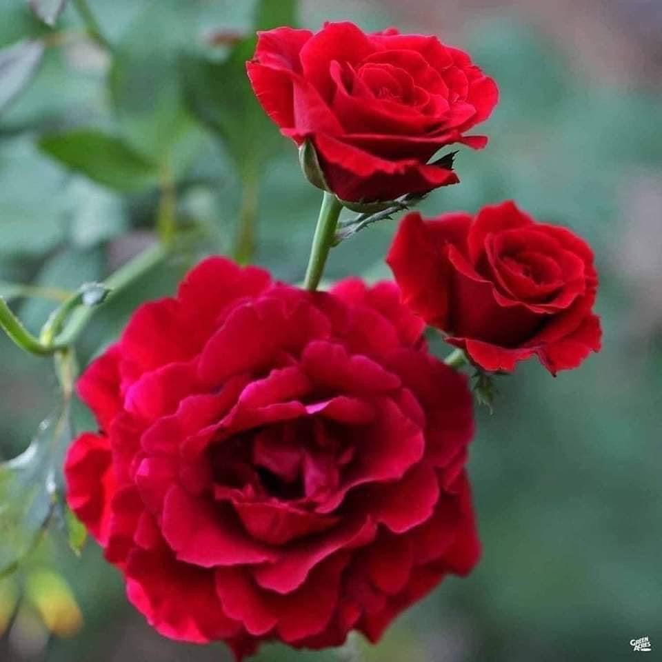 Don Juan- Own Root Rose Plant