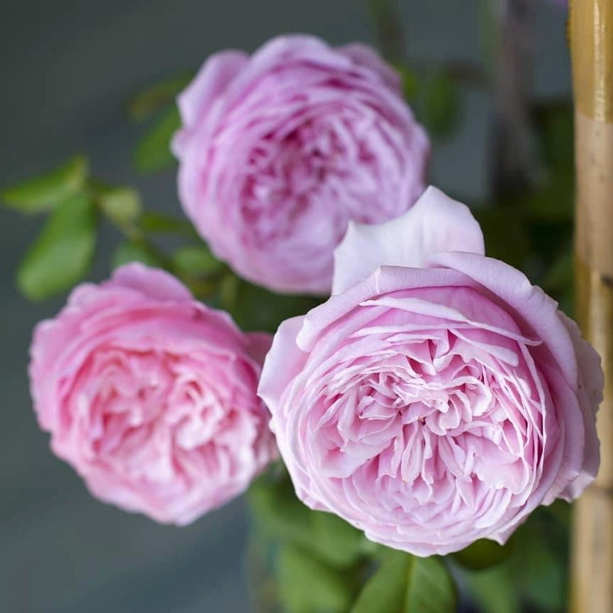 Carey: Mini Grafted Rose Plant