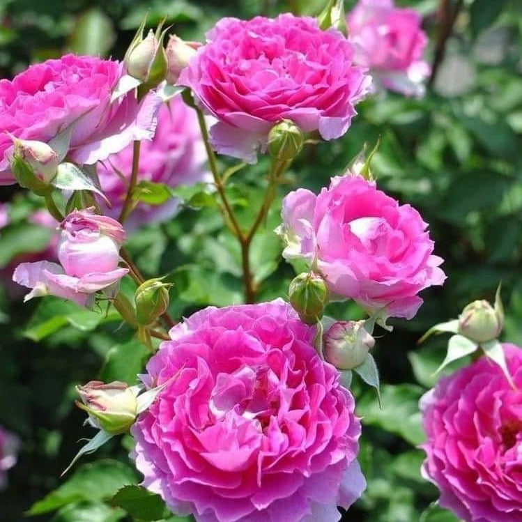 Sheherazad Rose: A Captivating Blend of Beauty and Elegance from Japan