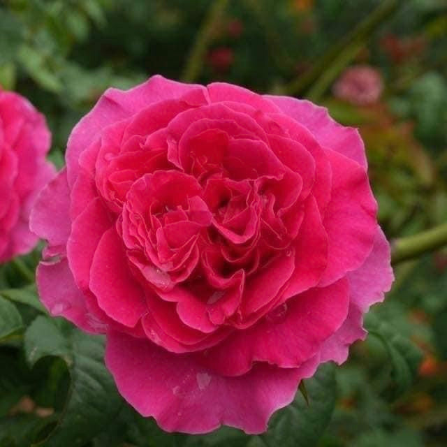 Kate Rose : Captivating Fuchsia and Magenta-Pink Florists Rose